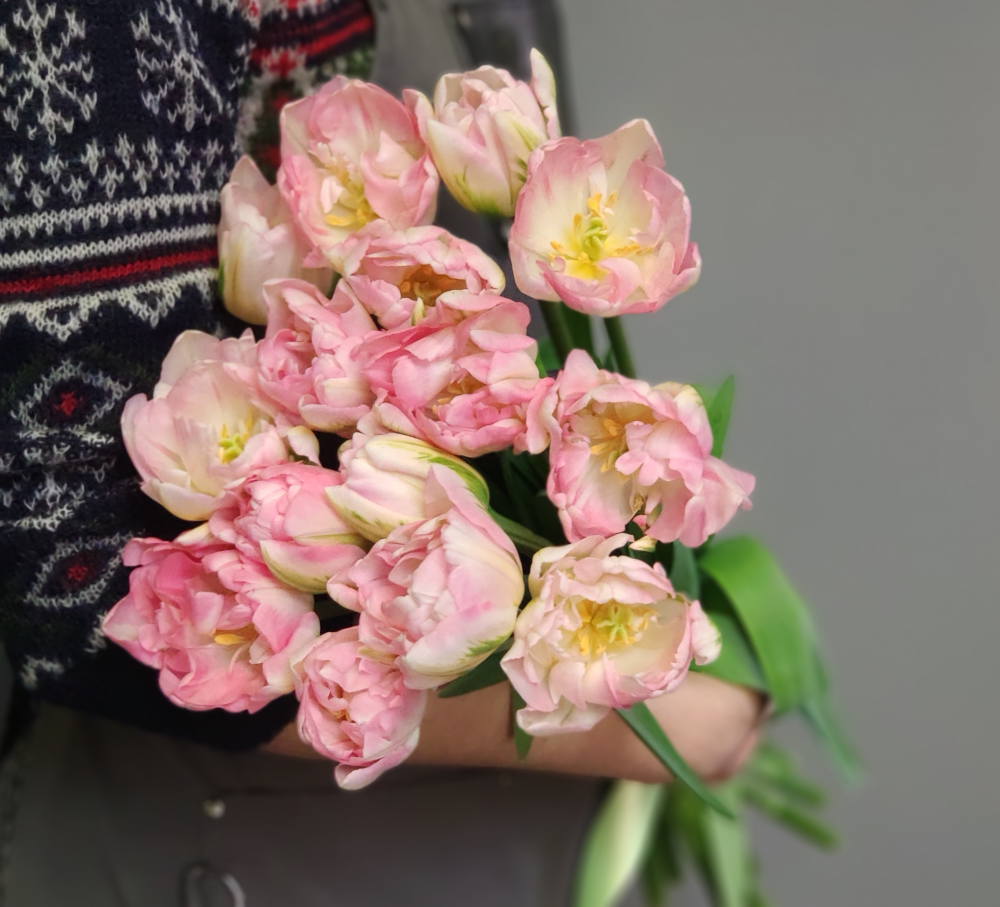 Тюльпан Ангелитос